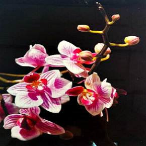 Фотопечать на стекле