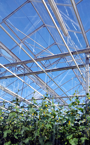 Реставрация стеклянных теплиц